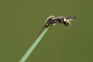 Nomada: nomada sp