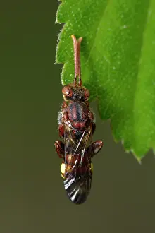 Nomada: Nomada sp