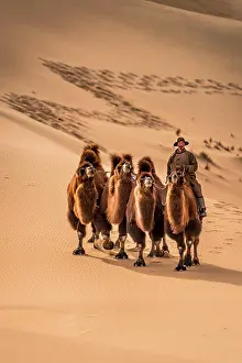 Nomadic: Nomadic camel rider man leading three camels on
