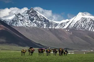 Nomadic: Nomadic Mongolians. Seasonal migration by Camel