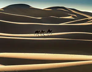 Ride: Nomads ride on Bactrian camels (Camelus bactrianus)