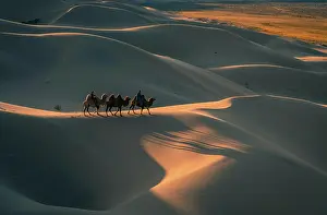 Bactrian: Nomads riding Bactrian camels (Camelus bactrianus)