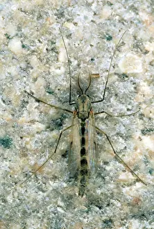 Gnats: Non-biting Midge