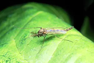 Gnats: Non-Biting Midge - male