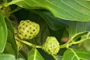 Mulberries: Noni / Indian mulberry - medicinal for many purposes