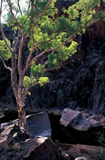 Painter: Nooldoonooldoona Waterhole, Arkaroola-Mount Painter