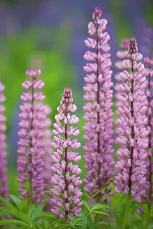 Nootka: Nootka Lupin