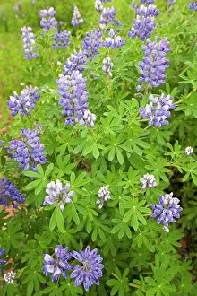 Nootka: Nootka Lupin