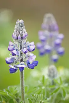 Nootka: Nootka Lupin