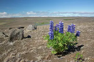 Lupine: Nootka Lupin