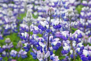 Nootka: Nootka Lupin - introduced to fertilise soil