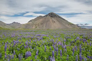 Lupine: Nootka lupine - flowering plant in summer - Iceland