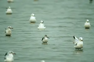 Hong: Nordmann's Greenshank