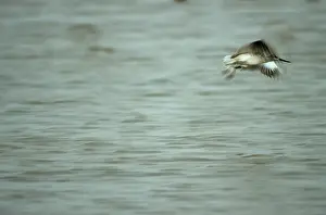 Hong: Nordmann's Greenshank - in flight