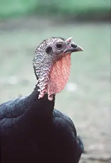 Wattles: NORFOLK BLACK TURKEY - close-upof head and shoulders