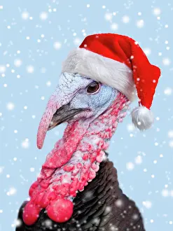 100817: Norfolk Black Turkey, wearing Christmas hat in falling