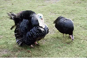 Turkeys: NORFOLK BLACK TURKEY - x two, domestic