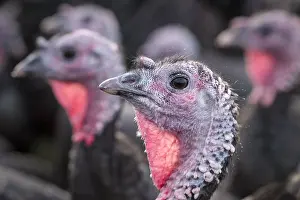 250417: Norfolk Black Turkeys, Norfolk UK