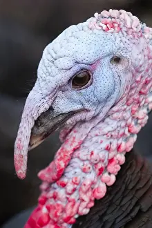 250417: Norfolk Black Turkeys, Norfolk UK