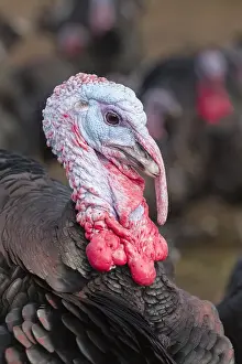 250417: Norfolk Black Turkeys, Norfolk UK