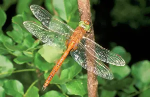 Aeshna: Norfolk Hawker DRAGONFLY