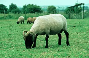 Norfolk: Norfolk Horn SHEEP