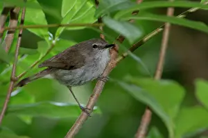 Modesta: Norfolk Island Gerygone / Norfolk Gerygone perched on twig