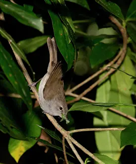 Modesta: Norfolk Island Gerygone perched on twig carrying insects