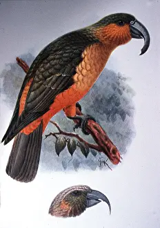 Norfolk: Norfolk Island Parrot & Lords Howe Island Parrot