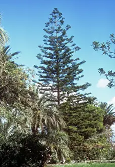 Araucaria: Norfolk Island Pine
