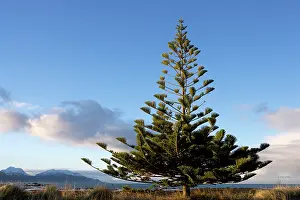 Araucaria: Norfolk Island Pine