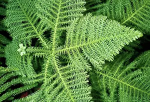 Norfolk: NORFOLK ISLAND PINE