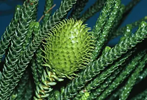 Araucaria: Norfolk Island PINE cone