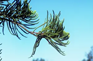 Araucaria: Norfolk Island Pine - with new leaf growth at end
