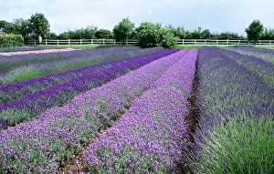 Florets: Norfolk Lavender - the individual florets are