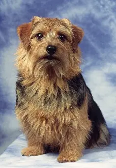 Norwich: Norfolk / Norwich Terrier DOG - sitting portrait