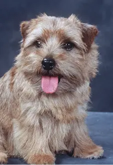 Norwich: NORFOLK / Norwich TERRIER DOG - sitting portrait