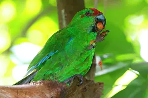 Cyanoramphus: Norfolk Parakeet eating berries from Palm (Rhopalostylis
