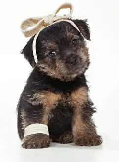 Bandages: Norfolk Terrier Dog - puppy with bandages