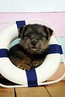 Rubber: Norfolk Terrier Dog - puppy in rubber ring