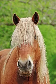 Draught: Noriker Horse, Pinzgauer or Draught Horse (Equus
