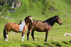 Pinto: Noriker and Pinto, brown, on pasture, Sintersbach