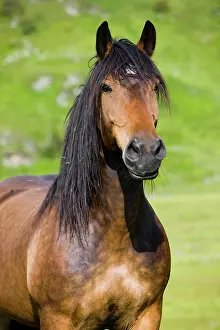 Draft: Noriker, portrait, brown, Sintersbach Hochalm pasture
