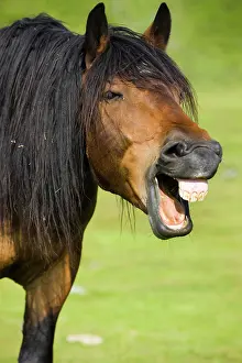 Opened: Noriker yawning, brown, Sintersbach Hochalm pasture
