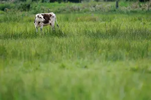 Ruminating: Norman cow in a field in Normandy France