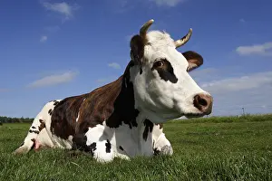 Norman: Norman cow lying in a meadow Normandy France