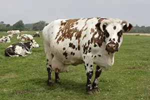 Udders: Norman cow in a meadow Normandy France
