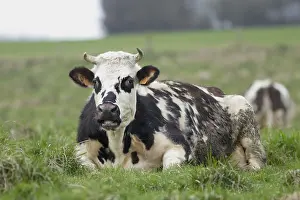 Norman: Norman cow in a meadow in Seine-Maritime