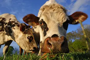 Snouts: Norman cows Saint-Pois Manche