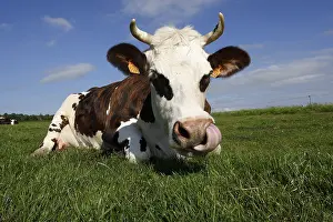 Snouts: Normande cow was licking the muzzle in a meadow